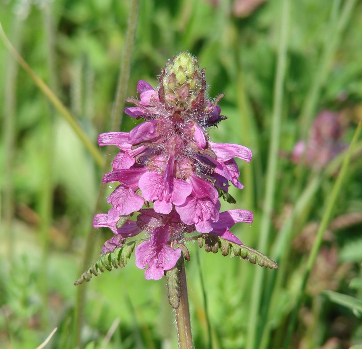 Изображение особи Pedicularis verticillata.