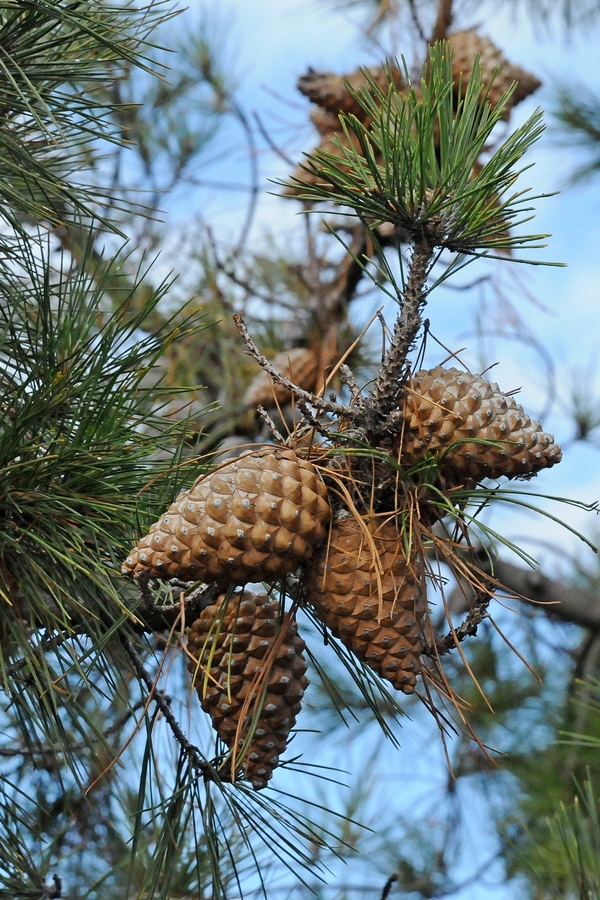 Изображение особи Pinus radiata.