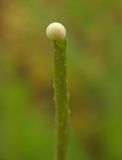 Papaver laevigatum