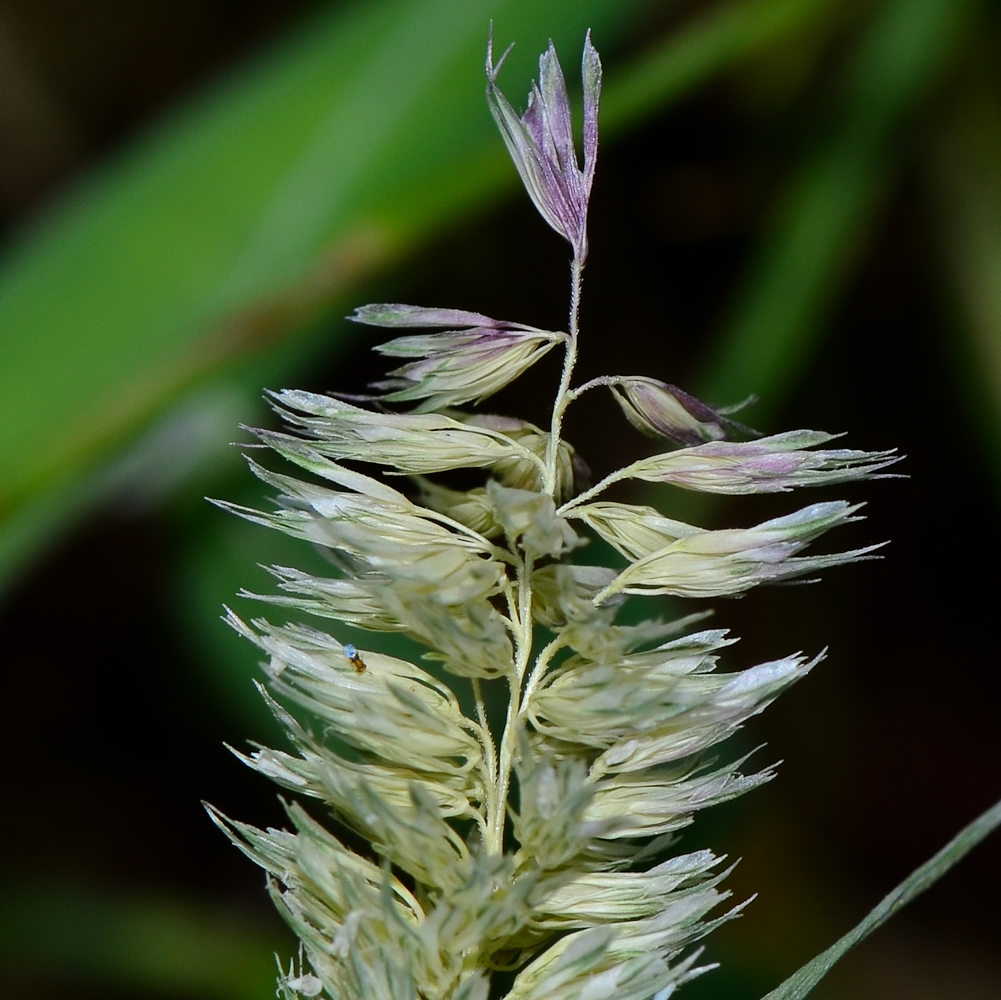 Изображение особи Phalaris paradoxa.