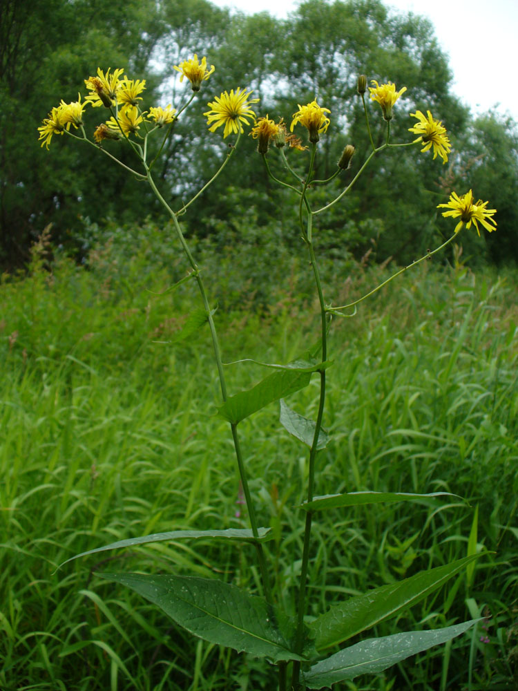 Изображение особи Crepis paludosa.