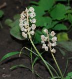 Muscari botryoides