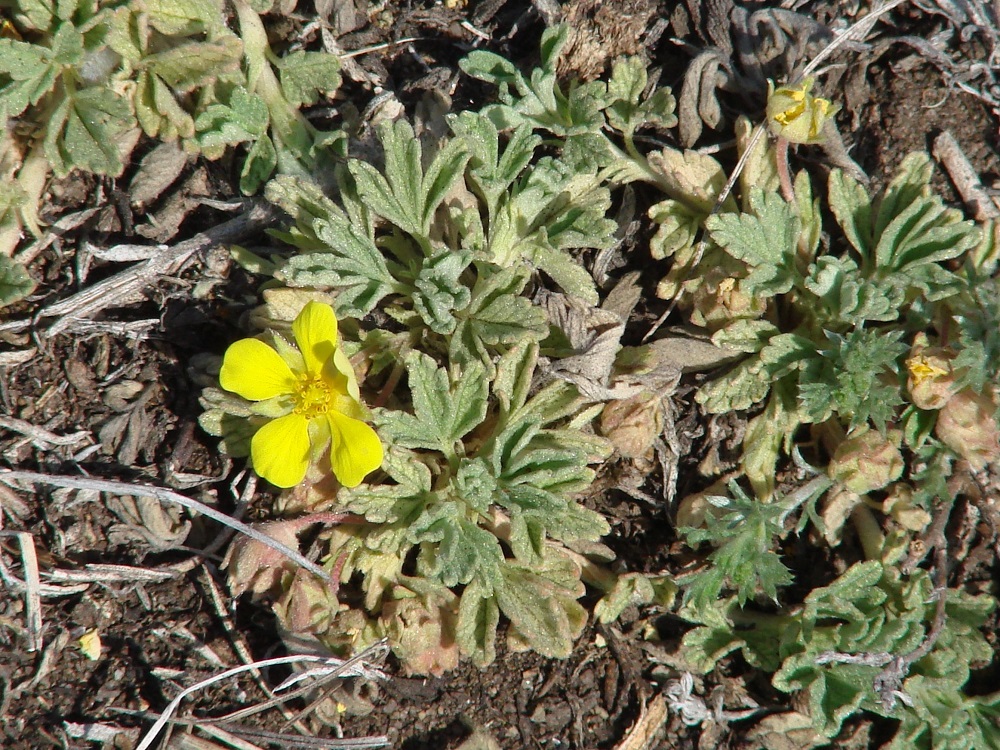 Изображение особи Potentilla acaulis.