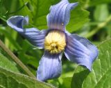 Clematis integrifolia