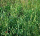 Papaver rhoeas