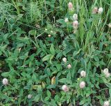 Trifolium ambiguum