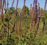 Salvia deserta