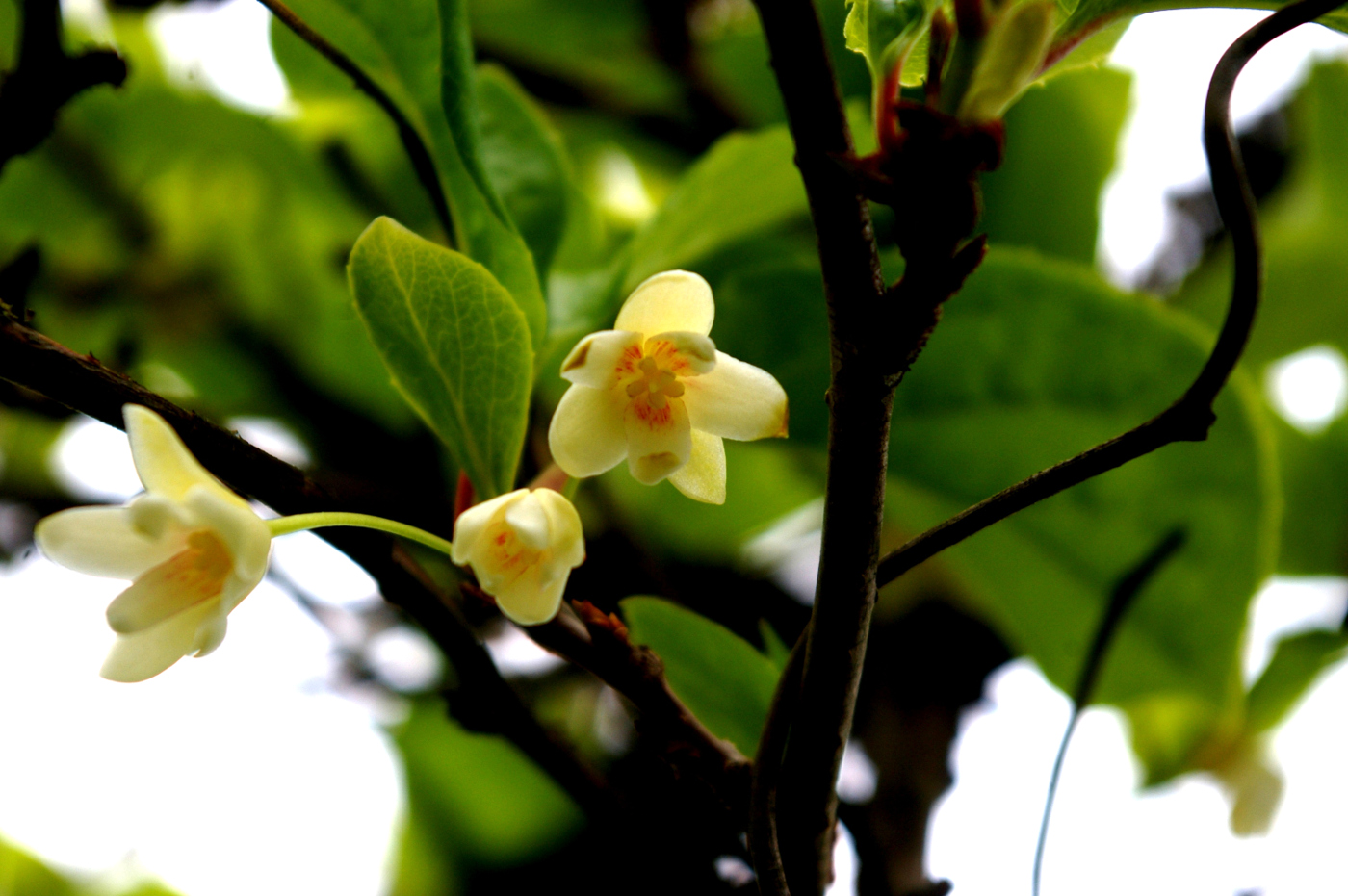 Изображение особи Schisandra chinensis.