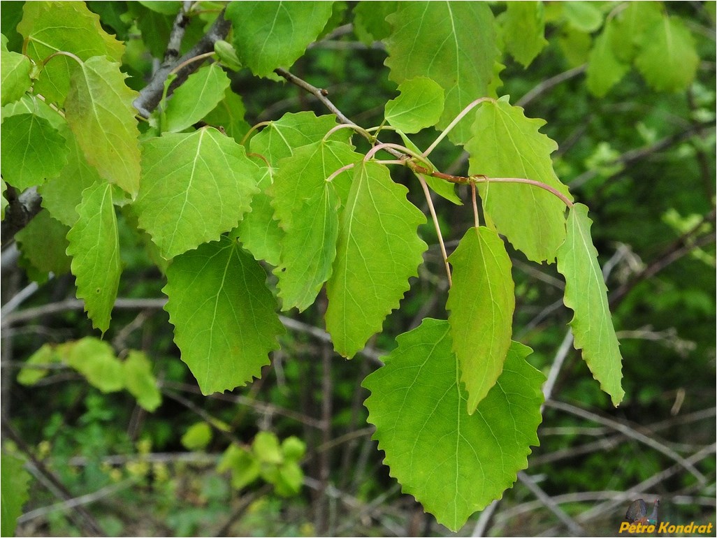 Изображение особи Populus tremula.