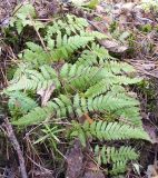 Dryopteris carthusiana. Перезимовавшая вайя (лист). Башкортостан, окр. Белорецка, гора Мраткина, сосновый лес. Последняя декада апреля.