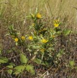 Scolymus hispanicus. Цветущее растение в сообществе Rubus, Poaceae и высохших плодоносящих побегов Asteraceae. Крым, Cевастополь, вершина Сапун-Горы, поляна. 14.08.2017.