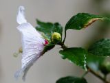 Hibiscus syriacus