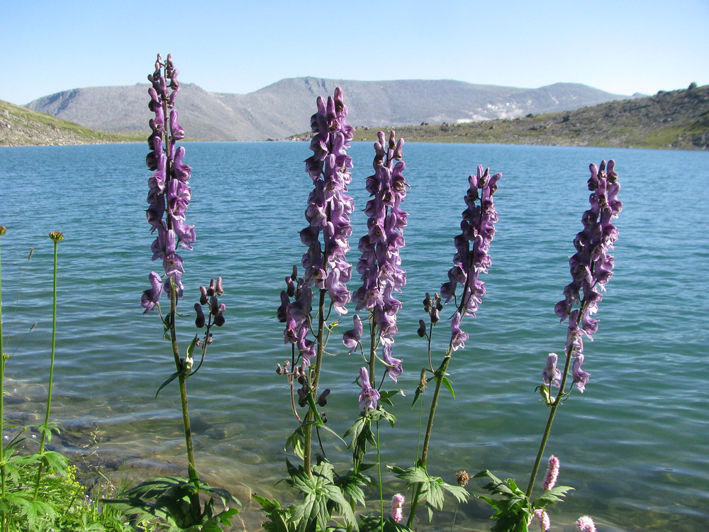 Изображение особи Aconitum septentrionale.