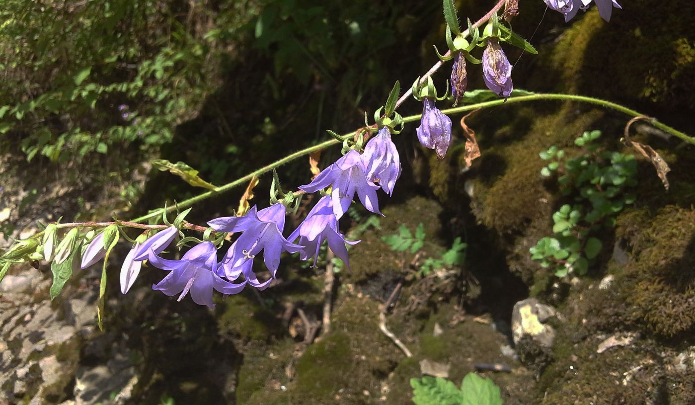 Изображение особи Campanula rapunculoides.