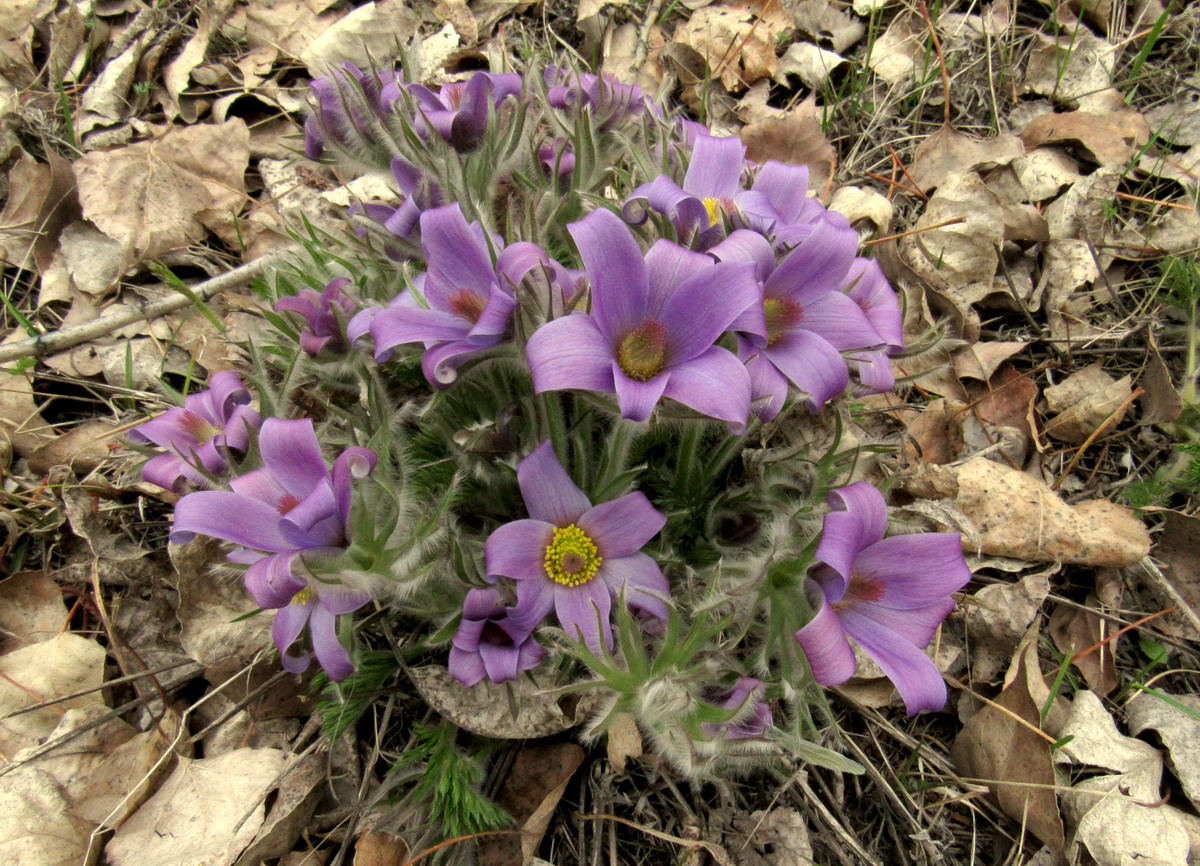 Изображение особи Pulsatilla turczaninovii.