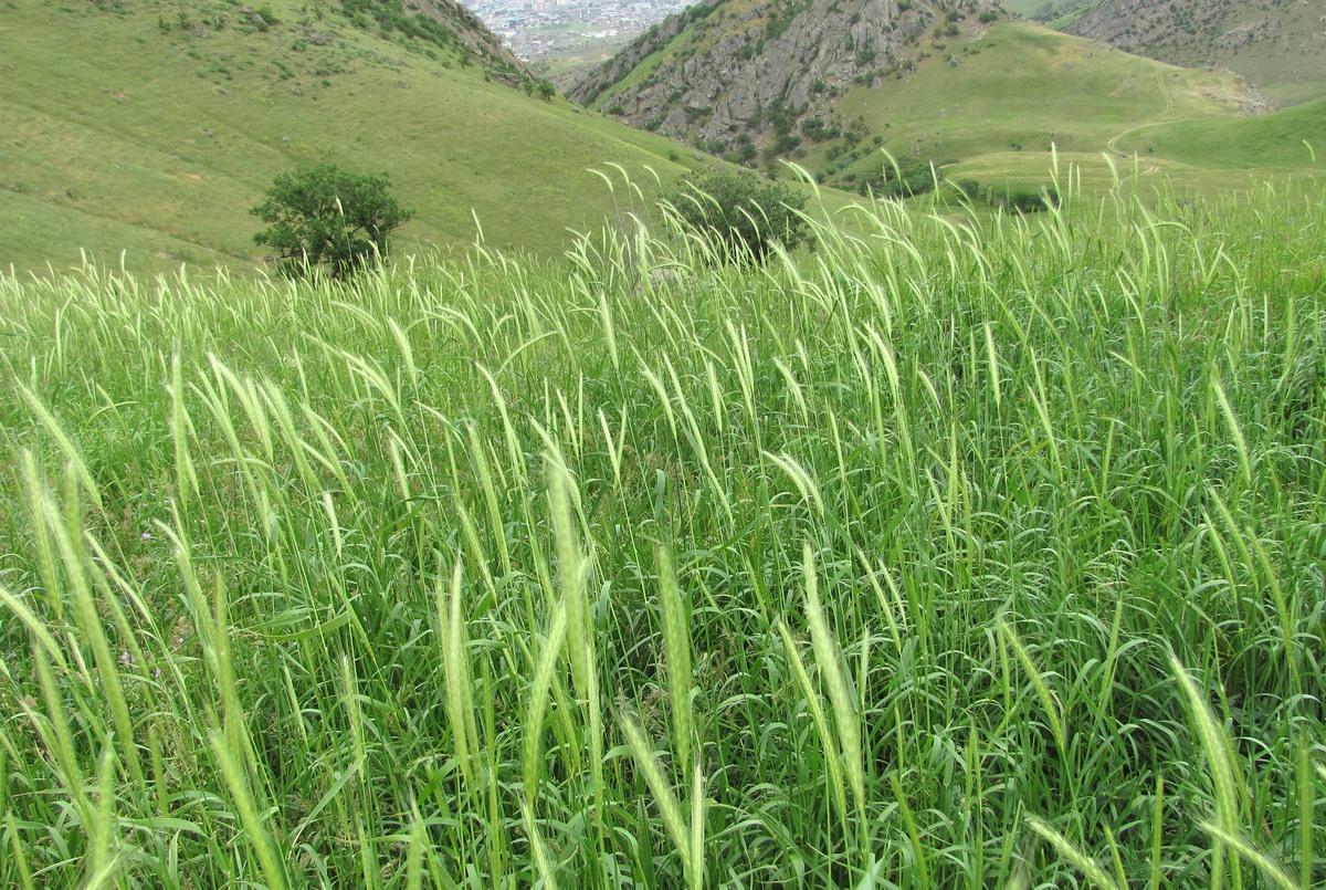 Изображение особи Hordeum bulbosum.