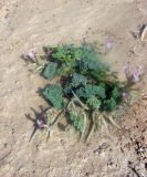 Astragalus amabilis. Цветущее и плодоносящее растение на песке. Казахстан, горы Балабогаты, полупустынная зона (в 70 км от г. Чилик). 04.06.2010.
