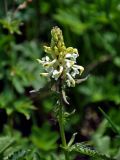 Pedicularis compacta. Верхушка побега с соцветием. Алтай, Катунский хребет, берег оз. Поперечное, ≈ 1800 м н.у.м., субальпийский луг. 02.07.2018.