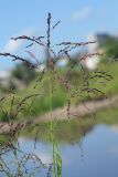 Glyceria triflora