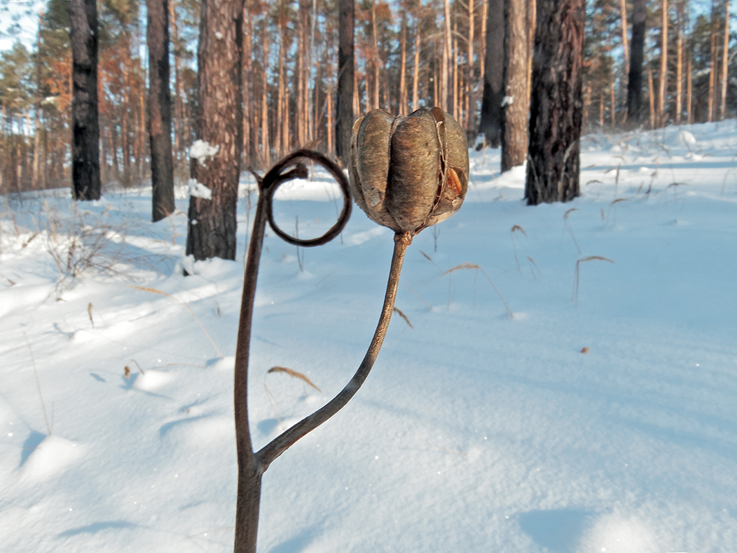 Изображение особи Lilium pilosiusculum.