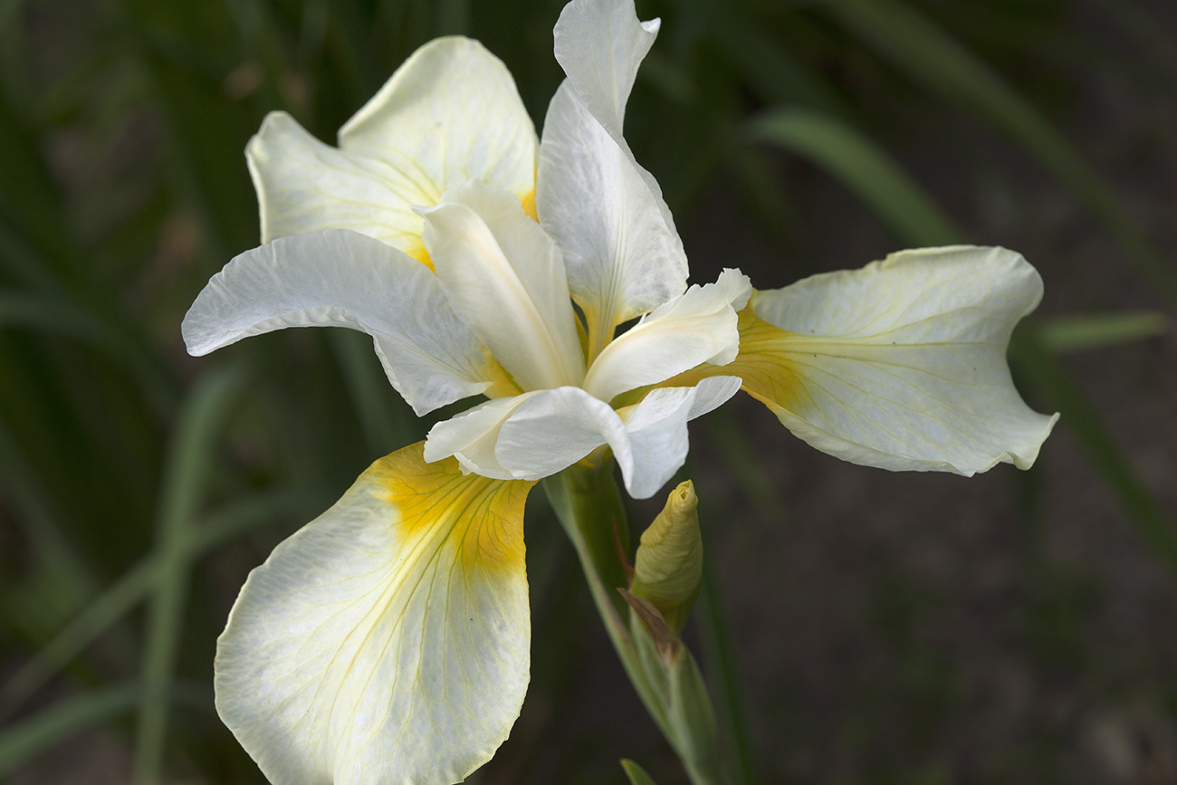 Изображение особи Iris sibirica.