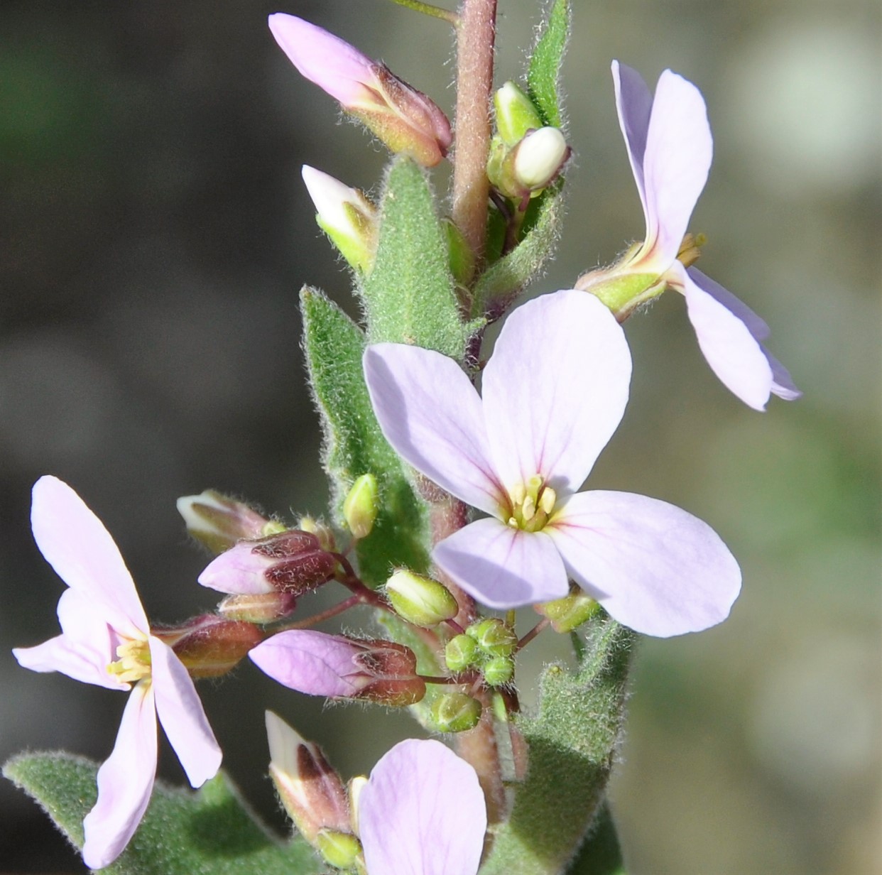 Image of Arabis purpurea specimen.