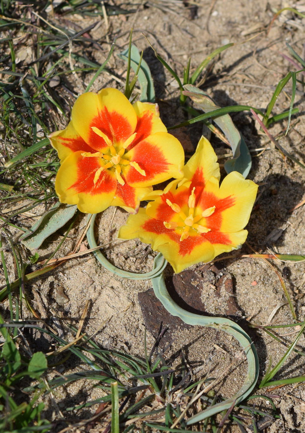 Изображение особи Tulipa korolkowii.