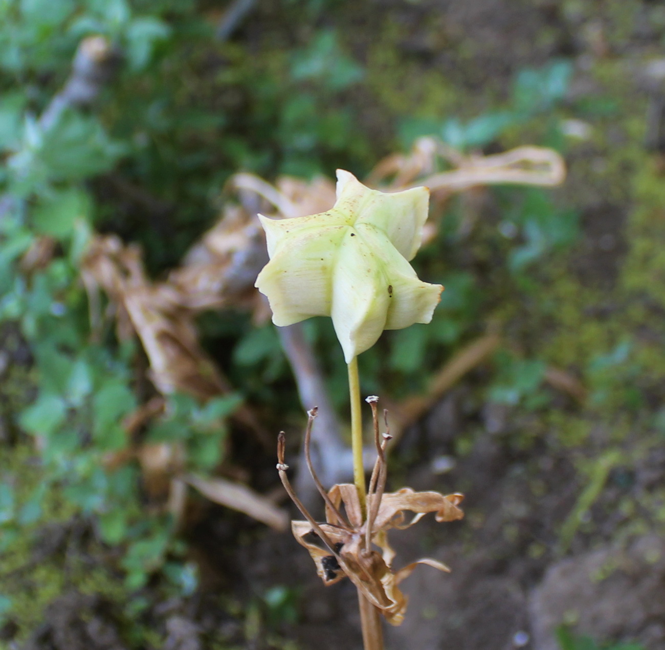 Image of Fritillaria raddeana specimen.