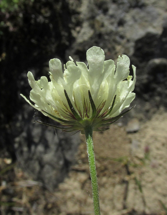 Изображение особи Scabiosa ochroleuca.