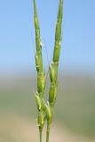 Aegilops cylindrica