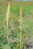 Eremurus altaicus