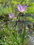 Tulipa patens