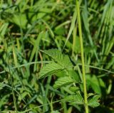 Agrimonia eupatoria