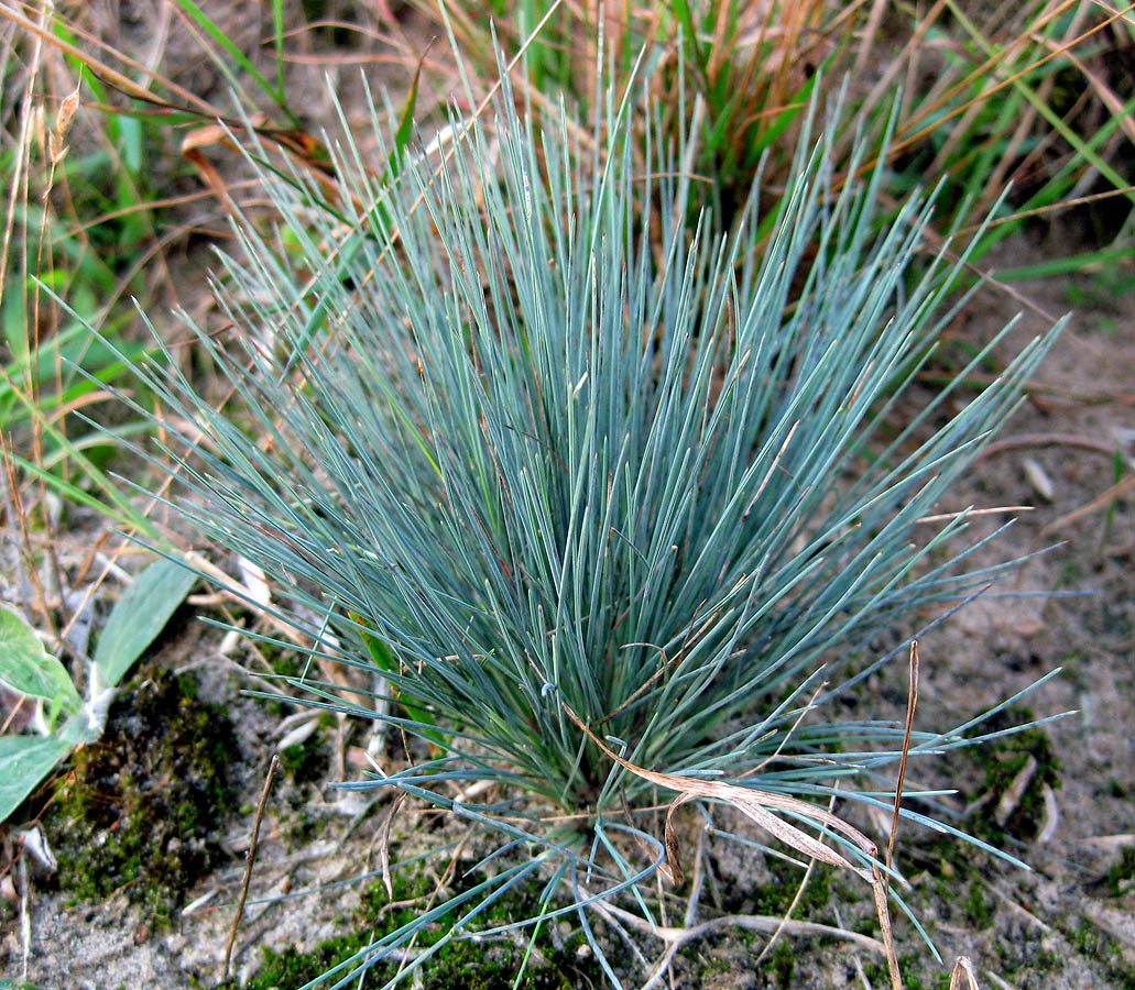 Изображение особи Corynephorus canescens.