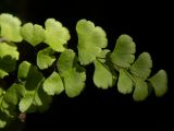 Adiantum capillus-veneris