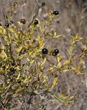 Jasminum fruticans