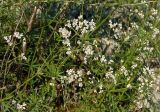 Galium paniculatum. Побеги в средней части и соцветия. Республика Алтай, Чемальский р-н, правый обрывистый берег р. Катунь, скалы. 10.06.2010.