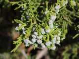 Juniperus sabina. Веточка с молодыми шишками. Алтай, Кош-Агачский р-н, 5 км ЮВ с. Чаган-Узун, долина р. Тыдтуярык, глинистый склон балки. 12 июня 2022 г.