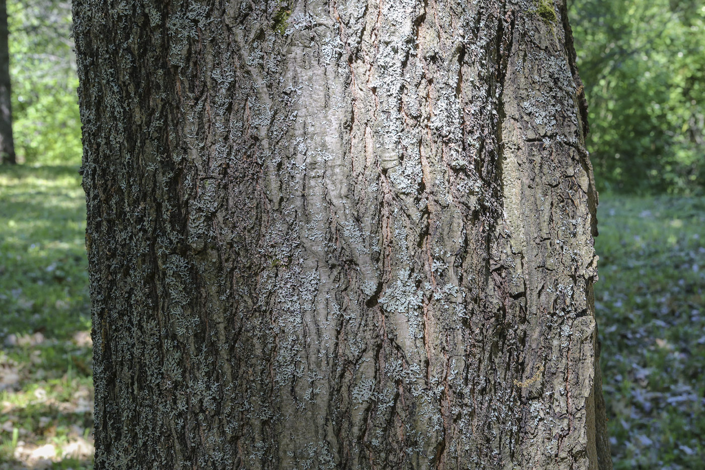 Изображение особи Quercus rubra.