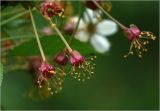 Cerasus vulgaris