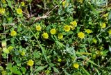 Trifolium campestre. Верхушки цветущих растений. Грузия, Самцхе-Джавахети, окр. крепости Ацкури, луговой склон. 12.06.2023.