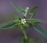 Lithospermum officinale