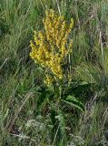 Verbascum lychnitis. Цветущее растение. Оренбургская обл., Саракташский р-н, хр. Карамурунтау, луговой склон. 07.07.2023.