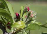 Malus prunifolia