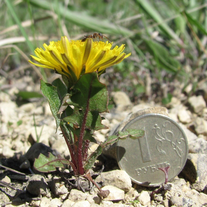 Изображение особи род Taraxacum.