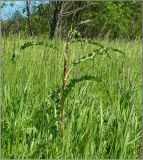 Rumex crispus