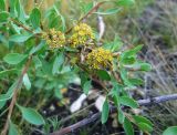 Spiraea hypericifolia