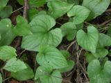 Viola uliginosa