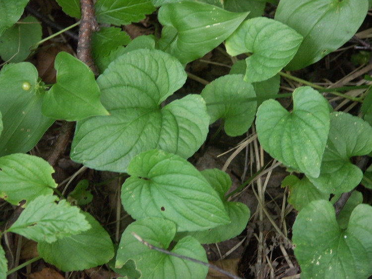 Image of Viola uliginosa specimen.