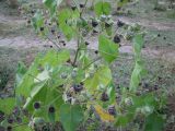 Abutilon theophrasti